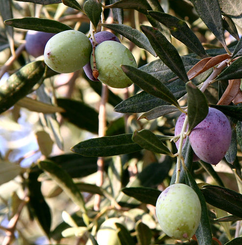 Olivo (Olea europaea)