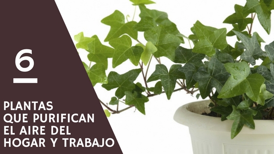 6 Plantas que purifican el aire del hogar y trabajo