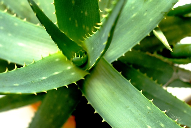 El Aloe vera y la salud aloe-vera-2623317_640