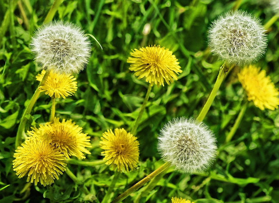 Beneficios del diente de león. dandelions-66719_960_720