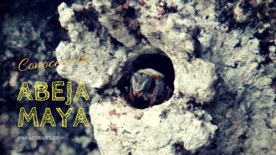 Conoce a las Abejas originarias de América: Las meliponas o abejas mayas
