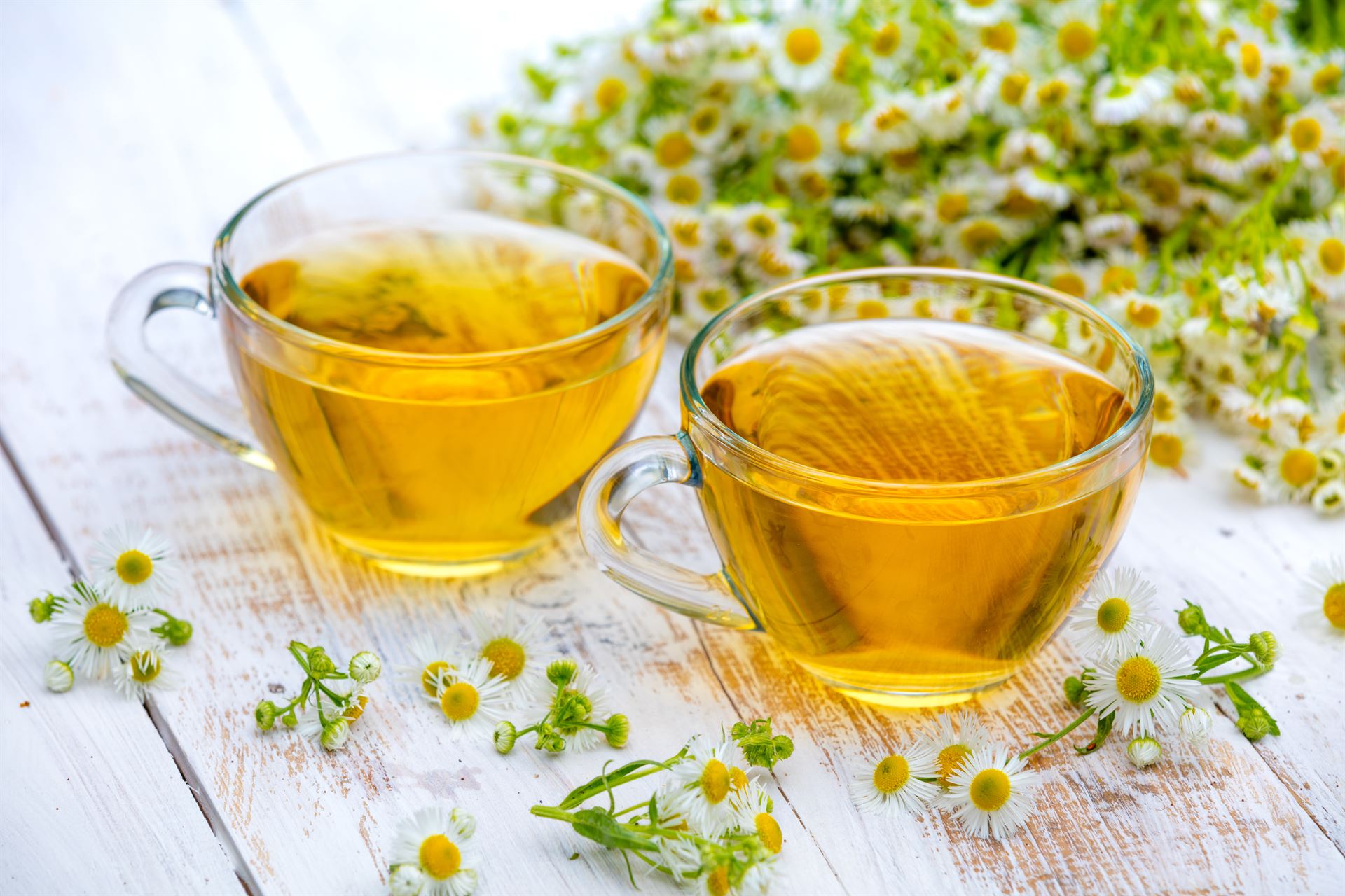 Todo sobre los tipos de té y su preparación